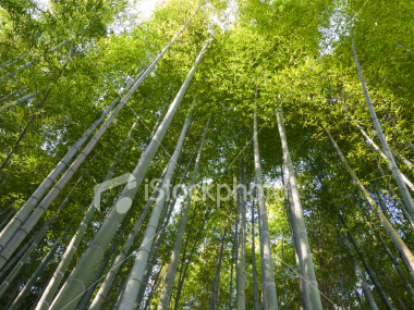 Bamboo forest in Arashiyama Kyoto on Dreamstime.com