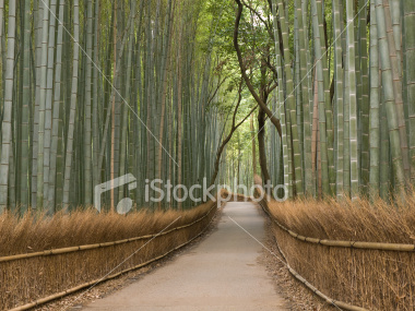 Arashiyama bamboo grove in Kyoto on Shutterstock.com