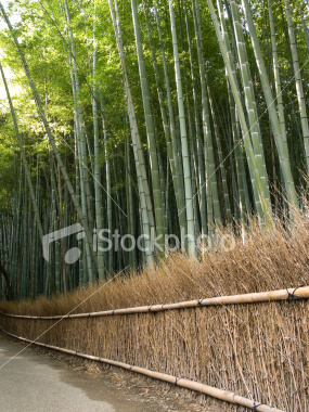 Kyoto bamboo forest on Shutterstock.com