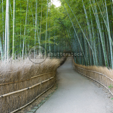 Bamboo grove Arashiyama Kyoto on Shutterstock.com