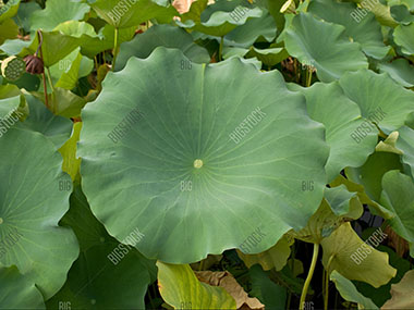 Close-up of lotus leaf surrounded by other lotus leaves in large pond in Arashiyama in Kyoto Japan on BigStockPhoto.com