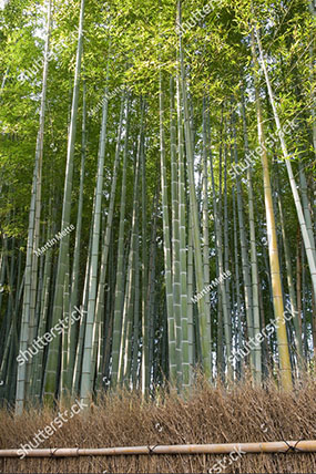 Dense bamboo grove behind a grass fence in Arashiyama Kyoto on Shutterstock.com