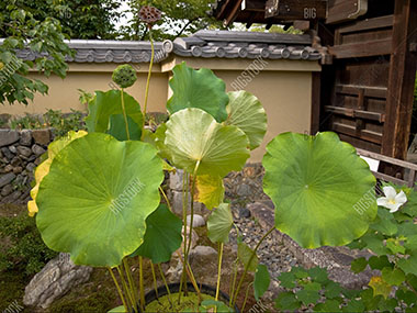 Lotus plant in water in traditional Japanese garden in Kyoto on BigStockPhoto.com